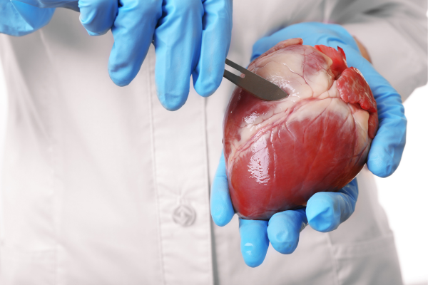 Heart Valve Surgery in Thane: Repair vs. Replacement Explained